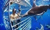 Hawaii Shark Encounters Coupons