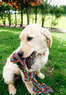 Grand Paws Pet Spa Coupons Mishawaka, IN Deals