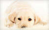 Petite Pet Inn & Spa Coupons Richmond, Virginia Deals