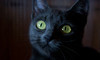Midtown Veterinary Hospital Coupons Houston, Texas Deals