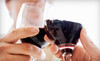 Baldwin Vineyards Coupons Pine Bush, New York Deals