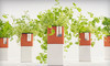 Bambeco Coupons  Deals