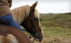 My Saddle Brook Farm Coupons Walden, New York Deals