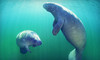 Adventure Diving Coupons Crystal River, Florida Deals