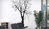 Wall Spirit Coupons  Deals