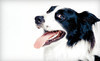 K-9 Perceptions Coupons Vidalia, Georgia Deals