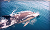 Wildlife and Eco Tours from San Francisco Whale Tours Coupons San Francisco, California Deals