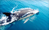 Dolphin Paradise Tours Coupons Cocoa Beach, Florida Deals