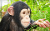 Suncoast Primate Sanctuary Coupons Palm Harbor, Florida Deals