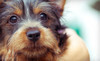 Paddock Park Animal Care Center Coupons Ocala, Florida Deals