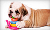 Dog as a Second Language Coupons Matthews, North Carolina Deals