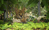 Dade City's Wild Things Coupons Dade City, Florida Deals