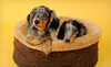 Posh Pooch Portraits Coupons Los Altos, California Deals