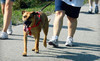 Wag 'N' Tails Dog Activity Center Coupons Shelby Township, Michigan Deals