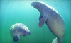 Adventure Diving Coupons Crystal River, Florida Deals