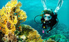 Sonoma Coast Divers Coupons Rohnert Park, California Deals