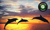 Island Water Sports Hawaii Coupons Honolulu, Hawaii Deals