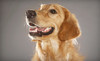 Shallowford Animal Hospital Coupons Chattanooga, Tennessee Deals