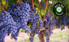 Newport Vineyards Coupons Middletown, Rhode Island Deals