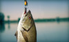 Central Texas Fishing Guides Coupons Hubbard, Texas Deals