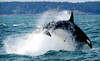 Island Mariner Coupons Bellingham, Washington Deals