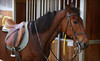 Rushlow's Arabians Coupons Romulus, Michigan Deals