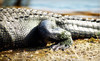 Kliebertâ€™s Turtle and Alligator Farm Coupons Hammond, Louisiana Deals