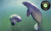 Manatee Tour and Dive Coupons Crystal River, Florida Deals