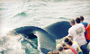 Capt John Whale Watching and Fishing Tours Coupons Plymouth, Massachusetts Deals