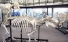 Museum of Osteology Coupons Oklahoma City, Oklahoma Deals