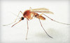 Dart Pest Control Coupons Memphis, Tennessee Deals