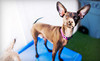 Club K-9 of Charlotte Coupons Pineville, North Carolina Deals