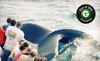 Capt John Whale Watching and Fishing Tours Coupons Plymouth, Massachusetts Deals