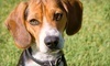 Camp Bow Wow Coupons Eatontown, New Jersey Deals