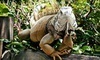 World of Discovery Reptile Zoo Coupons Ann Arbor, Michigan Deals