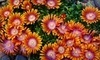 Tower Perennial Gardens Coupons Spokane, Washington Deals