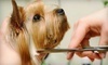 Boss The Pet Connection Coupons Sunrise, Florida Deals