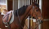 Silverstride Equestrian Center Coupons Reddick, Florida Deals