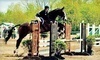 Essex Equestrian Center Coupons West Orange, New Jersey Deals