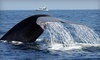 Dana Wharf Whale Watching Coupons Dana Point, California Deals