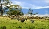 Eight-Day Tour of Tanzania with Airfare Coupons  Deals