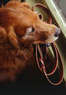 Houses & Hounds Coupons  Deals