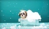 Hot Dog Grooming Coupons Houston, Texas Deals