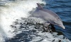 Sightseer Whale & Dolphin Trips Coupons Wildwood, New Jersey Deals