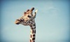 African Safari Wildlife Park Coupons Port Clinton, Ohio Deals