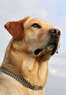 The Pet Mahal Coupons North Charleston, SC Deals