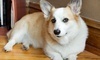 Pipestone Veterinary Clinic of Iowa Coupons Independence, Iowa Deals