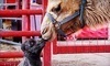 Sharkarosa Wildlife Ranch Coupons Pilot Point, Texas Deals