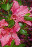 Greer Gardens Coupons Eugene, OR Deals