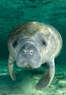 Manatee Tour and Dive Coupons Crystal River, FL Deals